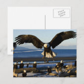 Eagle Briefkaart 445 (Voorkant / Achterkant)