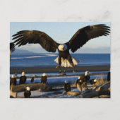 Eagle Briefkaart 445 (Voorkant)