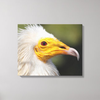 Eagle Canvas Afdruk