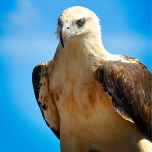 Eagle Design Motivatie Inspirerend Poster