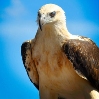 Eagle Design Motivatie Inspirerend Poster