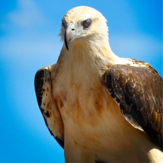 Eagle Design Motivatie Inspirerend Poster