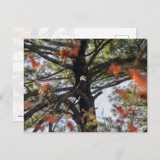 Eagle en Falling Leaves Briefkaart (Voorkant / Achterkant)