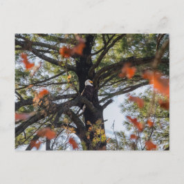 Eagle en Falling Leaves Briefkaart