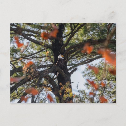 Eagle en Falling Leaves Briefkaart (Voorkant)