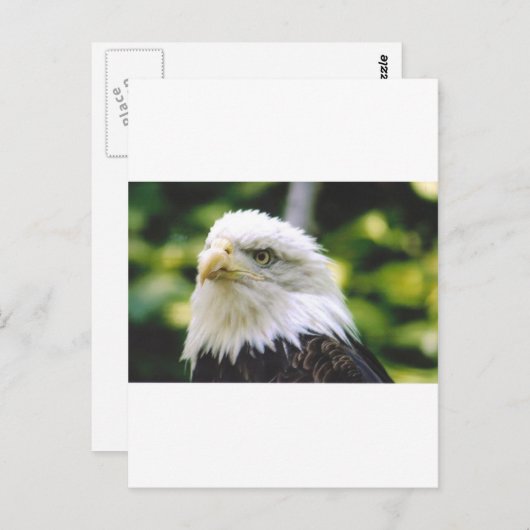 Eagle Eye Briefkaart (Voorkant / Achterkant)
