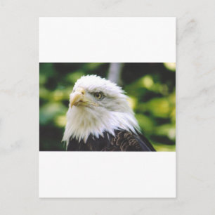Eagle Eye Briefkaart
