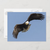 Eagle Eye Briefkaart (Voorkant / Achterkant)