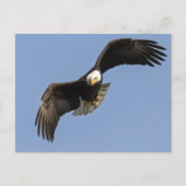 Eagle Eye Briefkaart (Voorkant)