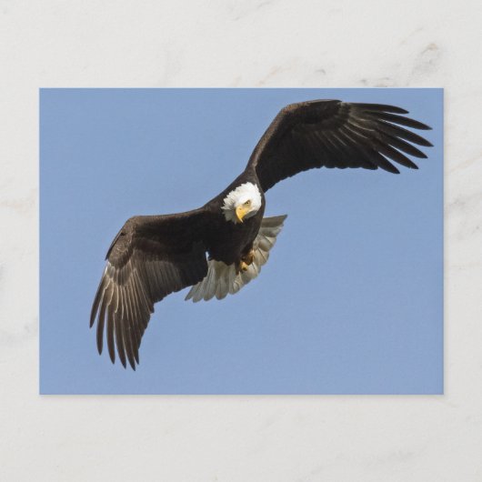 Eagle Eye Briefkaart (Voorkant)