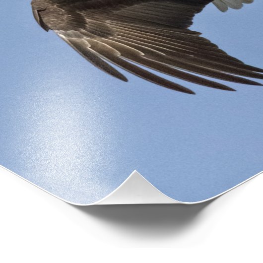 Eagle Eye Foto Afdruk (Hoek)