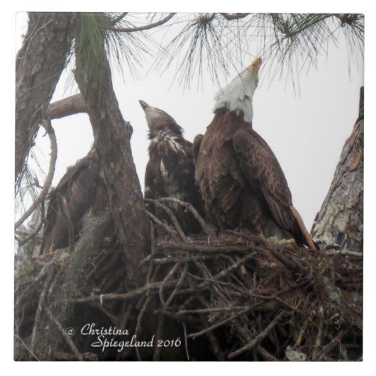 Eagle-familie die Spiegeland Tile zingt Tegeltje (Voorkant)