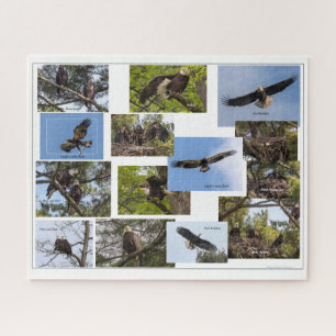 Eagle Family Life Legpuzzel