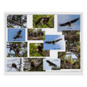 Eagle Family Life Perfect Poster (Voorkant)
