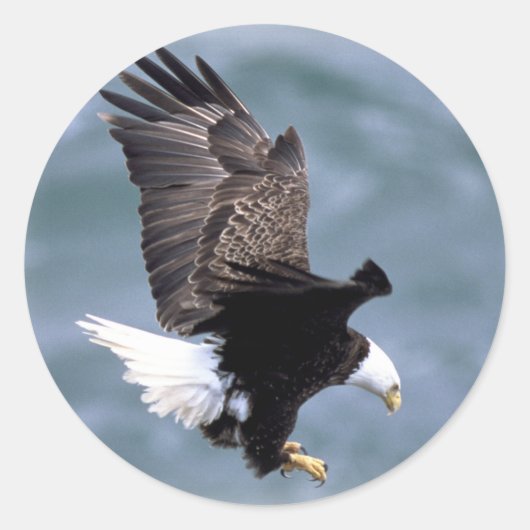 Eagle Flight Ronde Sticker (Voorkant)