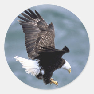 Eagle Flight Ronde Sticker