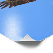 Eagle Flying Foto Afdruk (Hoek)