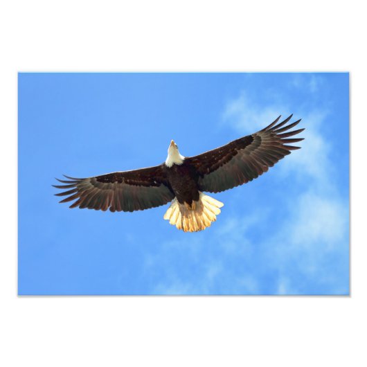 Eagle Flying Foto Afdruk (Voorkant)