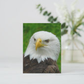 Eagle Foto - Noord-Amerikaanse Bald Eagle Briefkaart (Staand voorkant)