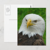Eagle Foto - Noord-Amerikaanse Bald Eagle Briefkaart (Voorkant / Achterkant)