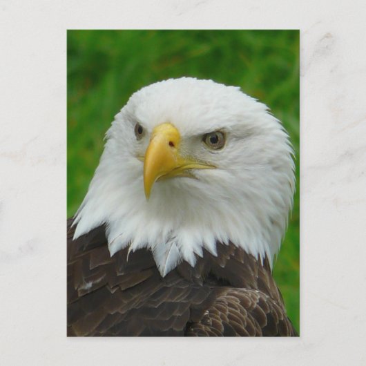 Eagle Foto - Noord-Amerikaanse Bald Eagle Briefkaart (Voorkant)