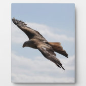 Eagle Fotoplaat (Voorkant)