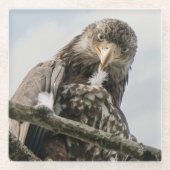 Eagle Funny Wildlife Vogelfotografie Glazen Onderzetter (Voorkant)