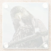 Eagle Funny Wildlife Vogelfotografie Glazen Onderzetter (Achterkant)