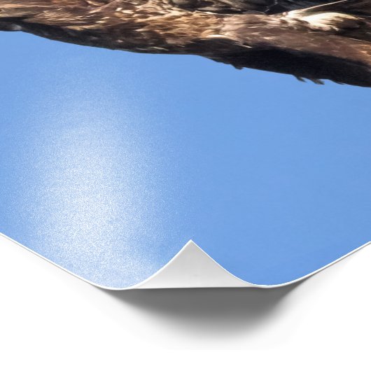 Eagle Games Foto Afdruk (Hoek)