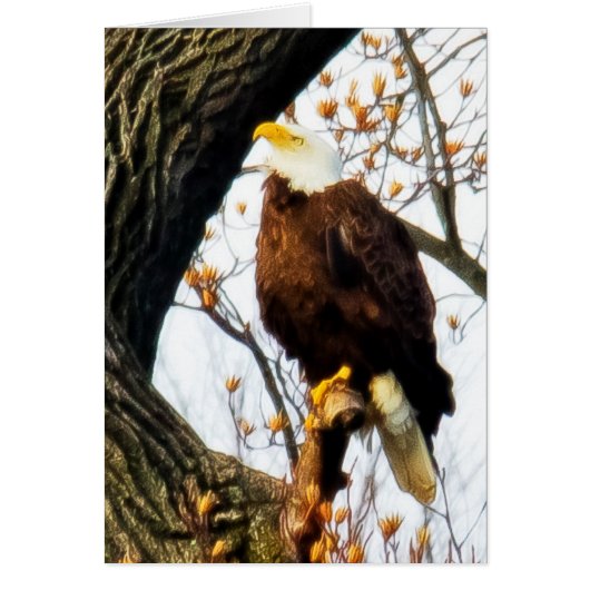 Eagle, geplaatst voor vlucht (Voorkant)