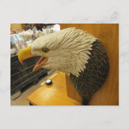 Eagle Head Briefkaart (Voorkant)