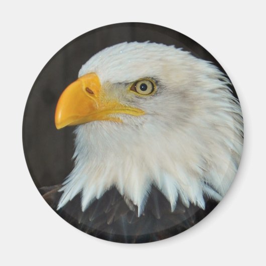 Eagle Head Magnet (Voorkant)