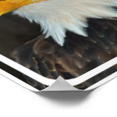 Eagle Head Poster (Hoek)
