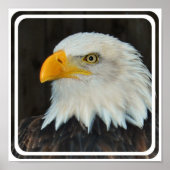 Eagle Head Poster (Voorkant)