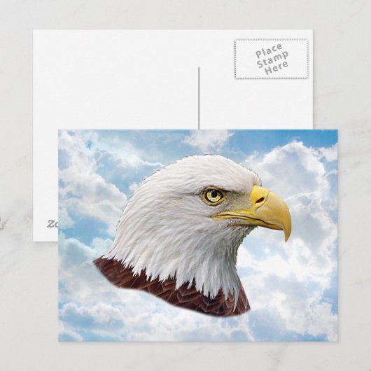 Eagle Head - Postkaart (Voorkant / Achterkant)