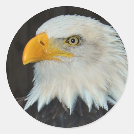 Eagle Head Stickers (Voorkant)