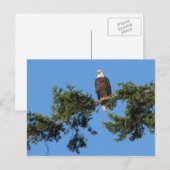 Eagle in Boom Briefkaart (Voorkant / Achterkant)
