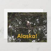 Eagle in de bomen briefkaart (Voorkant / Achterkant)