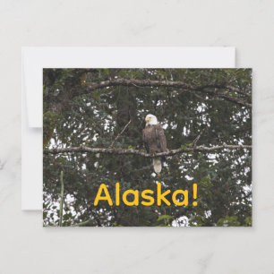 Eagle in de bomen briefkaart