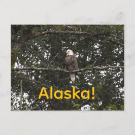 Eagle in de bomen briefkaart