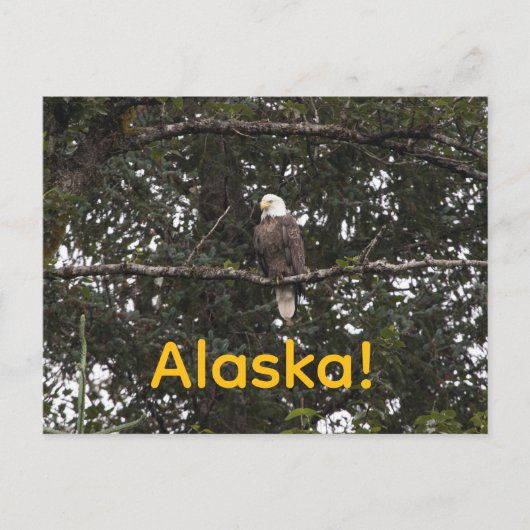 Eagle in de bomen briefkaart (Voorkant)