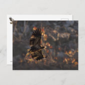 Eagle in de Golden Hour Briefkaart (Voorkant / Achterkant)