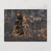 Eagle in de Golden Hour Briefkaart (Voorkant)