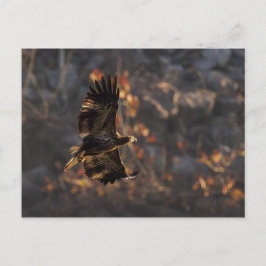 Eagle in de Golden Hour Briefkaart