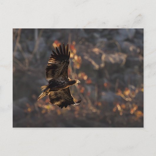 Eagle in de Golden Hour Briefkaart (Voorkant)