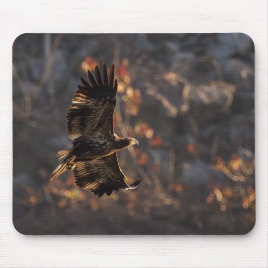 Eagle in de Golden Hour Muismat (Voorkant)