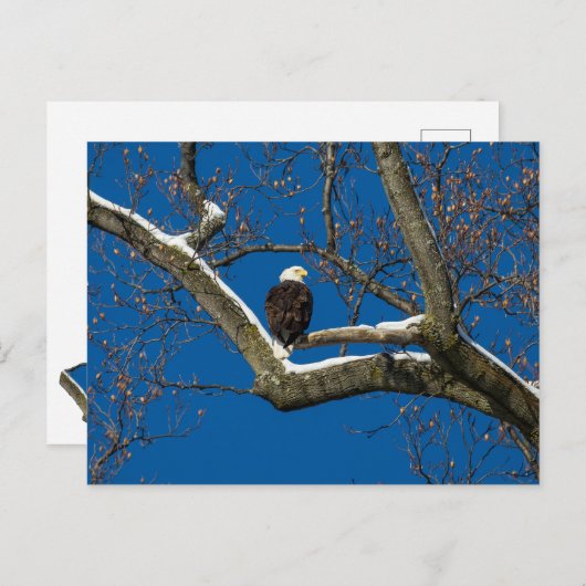 Eagle in een sneeuwboom briefkaart (Voorkant / Achterkant)
