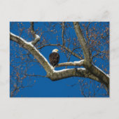 Eagle in een sneeuwboom briefkaart (Voorkant)