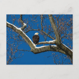 Eagle in een sneeuwboom briefkaart