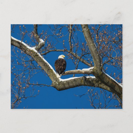Eagle in een sneeuwboom briefkaart (Voorkant)